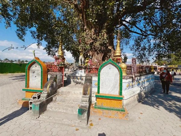 日斗配资 探秘云南芒市！“树包塔”奇观火成网红打卡地，游客纷至沓来